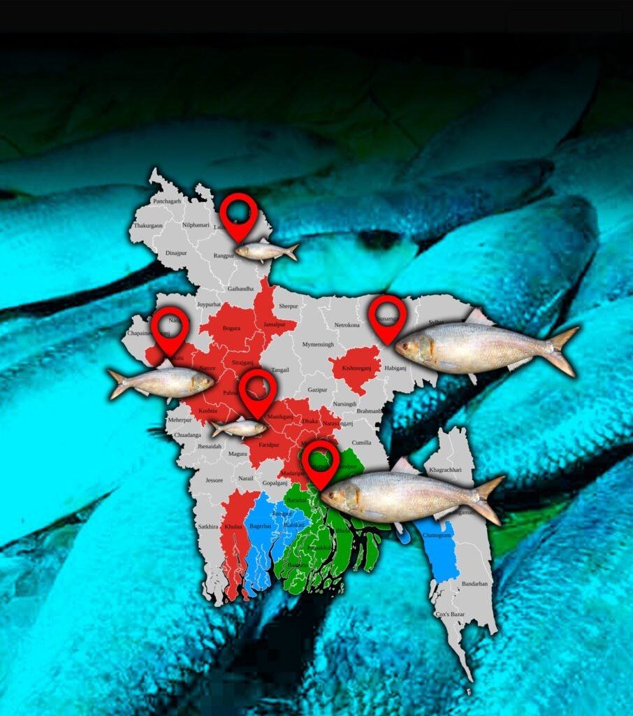 পুরুষ ইলিশ