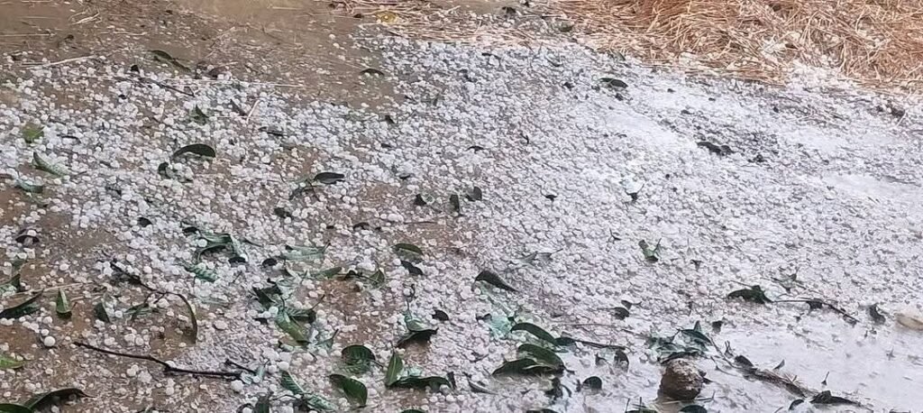 চাঁপাইনবাবগঞ্জে শিলাবৃষ্টিতে ধান-আমের ক্ষতি