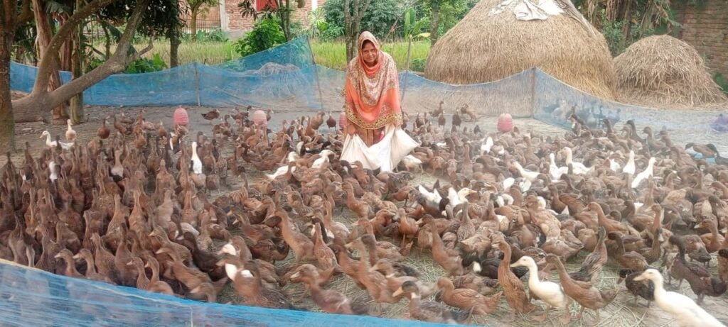 রুমার হাঁস পালনে সফলতা